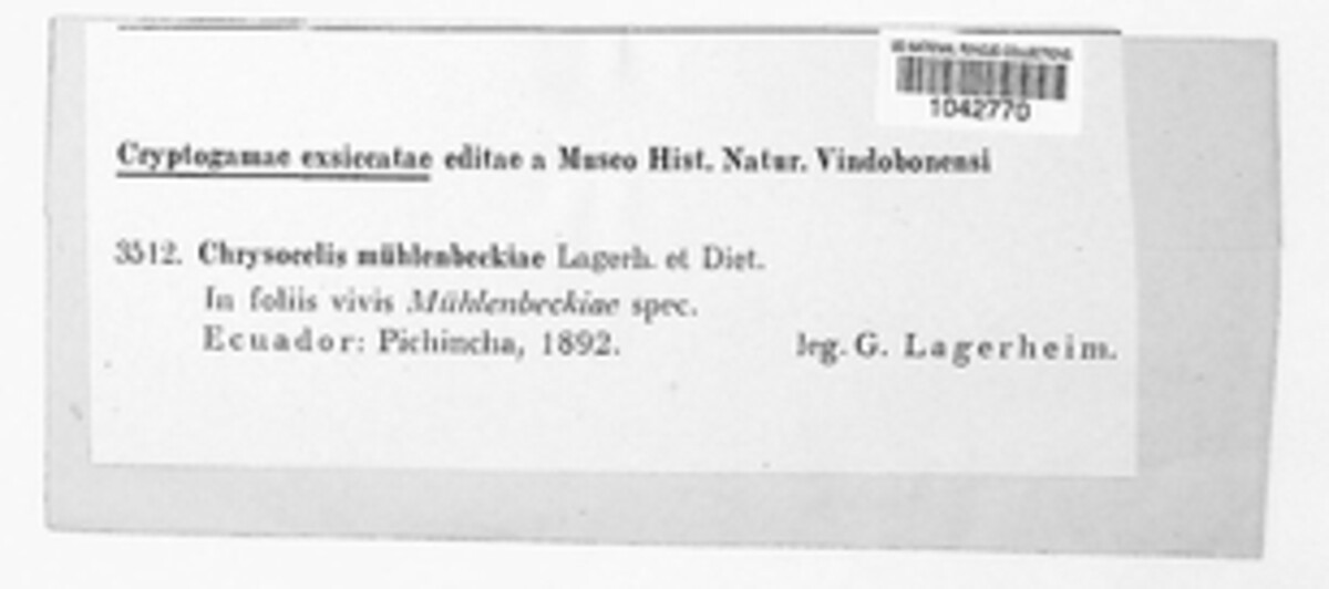 Chrysocelis muehlenbeckiae image
